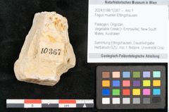 Foto (Objekt + Etikett) von Fagus muelleri Ettingshausen (NHMW-GEO-2024-0188-10367)